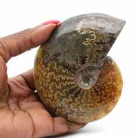 Whole ammonite