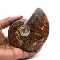 Whole ammonite fossilized