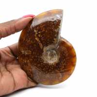 Whole natural ammonite fossil