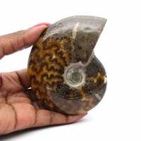 Whole polished ammonite