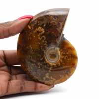 Natural polished ammonite from Madagascar