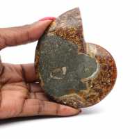 Natural polished ammonite fossil