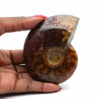 Fossilized polished ammonite