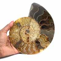 Ammonite