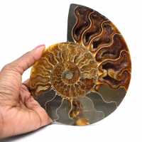 Fossilized polished ammonite