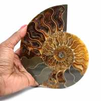 Natural fossil ammonite