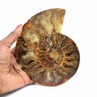 Ammonite fossil from Madagascar