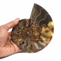 Polished fossil ammonite from Madagascar