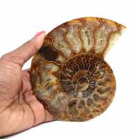 Ammonite one piece