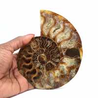 Fossilized ammonite