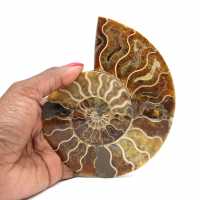 Ammonite from Madagascar