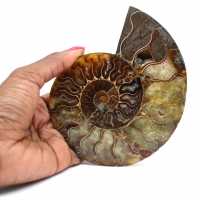 Sawn polished ammonite