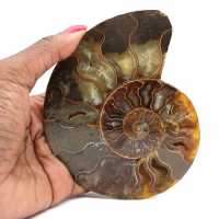 Polished ammonite fossil