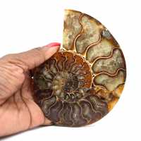 Polished fossil ammonite from Madagascar