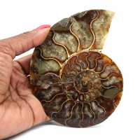 Ammonite one piece