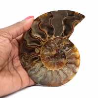 Fossilized ammonite