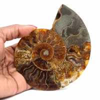 Fossilized polished ammonite