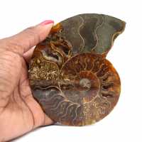 Natural fossil ammonite