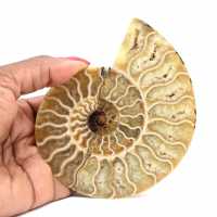 Ammonite fossil from Madagascar