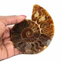 Ammonite fossil one piece