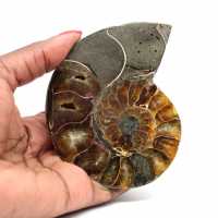 Ammonite one piece