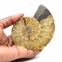 Ammonite from Madagascar