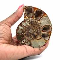 Sawn polished ammonite