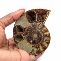 Fossilized polished ammonite