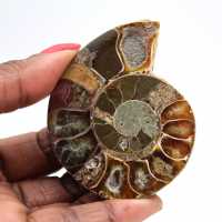 Ammonite fossil one piece