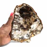 Natural polished fossilized wood