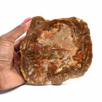 Natural petrified wood slice