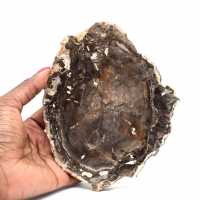 Natural Fossilized Wood Slice