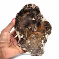 Natural Petrified Wood