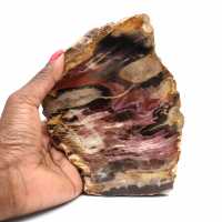 Natural Fossilized Wood