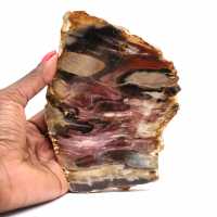 Natural Fossilized Wood