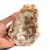 Natural Polished Petrified Wood