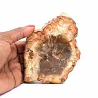 Petrified Wood