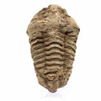 Raw fossil trilobite