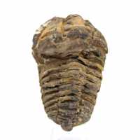 Fossil trilobite from Morocco