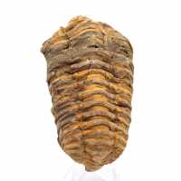 Fossil trilobite