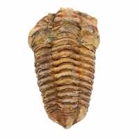 Fossil trilobite