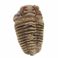 Raw trilobite from Morocco