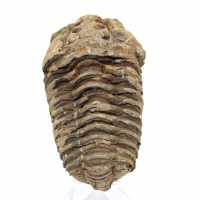 Raw fossil trilobite