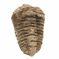 Raw trilobite