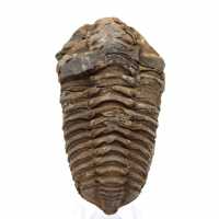 Fossil trilobite Morocco