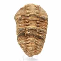 Fossil Trilobite Morocco