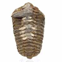 Trilobite from Morocco