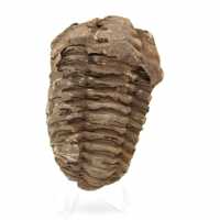 Raw Fossil Trilobite