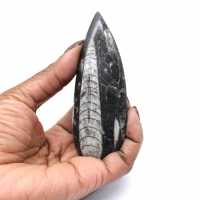 Polished Orthoceras Fossil