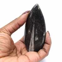 Orthoceras fossil from Morocco